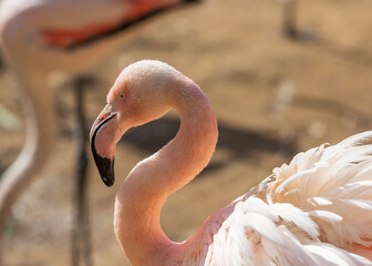 Wild flamingo bird in a group by the water.
