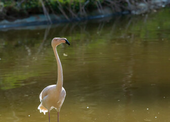 Wild flamingo bird in a group by the water.