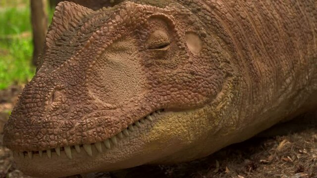 Allosaurus live dinosaur in the summer park among green trees. Breathes and blinks. The dinosaur looks around. LIVE Lizard robotic model at the exhibition. The large lizard raises its head.