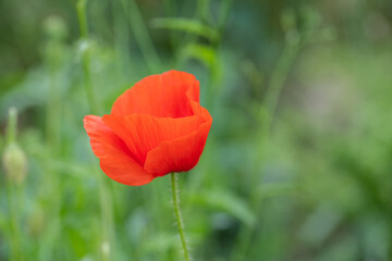 Obraz premium Roter Klatschmohn auf dem Feld