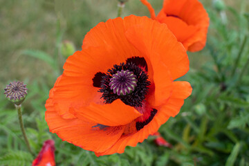 Roter T&uuml;rkischer Mohn auf dem Feld