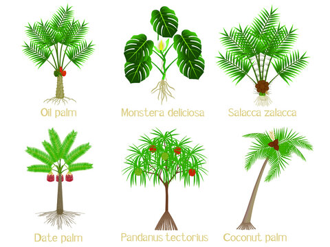 Set of palm trees with roots on a white background.