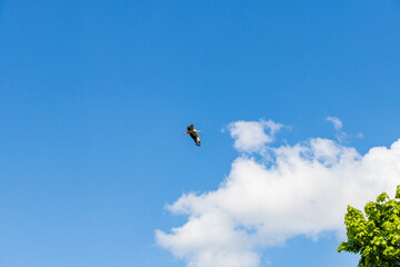 home for migrating storks in sunny sky