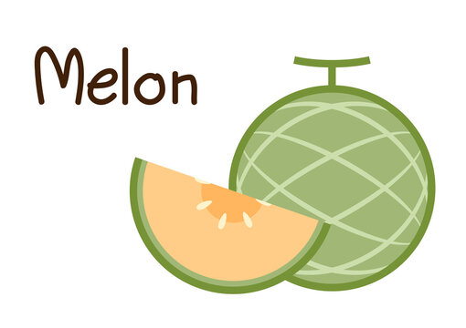 Melon vector. melon on white background. wallpaper. symbol. logo design. melon poster.