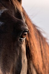 Brown chestnut horse head and eye close-up