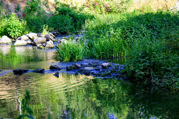 Mountain river with green forest on its banks
