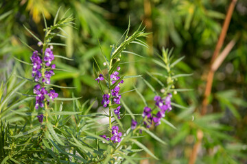 Lavender flowers blooming with fresh green leaves in a scented home garden in the morning. Selective focus on Lavender purple aromatic flower bush.