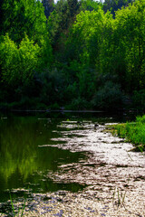 River in summer with green forest on the banks