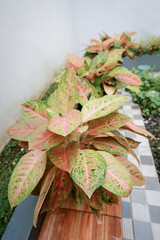 Aglaonema bigroy or aglaonema lulaiwan clumps in the pot