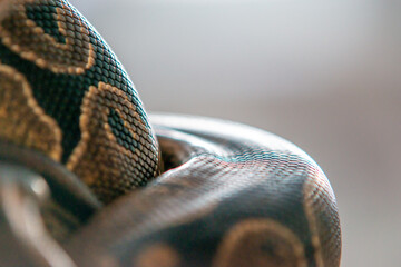 Detail of coiled snake skin with pattern with shallow selective focus