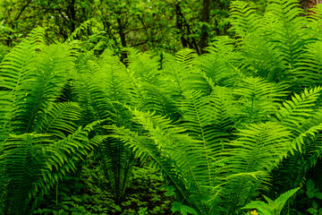 Green fern plants in the forest on spring