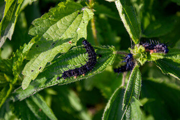 Butterfly caterpillar on a nettle leaf close-up