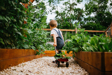 Toddler with Red Wagon gathering Garden Produce