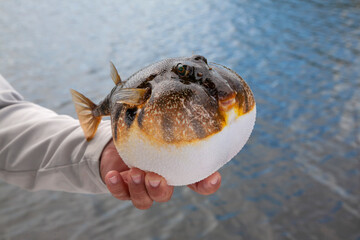 Fishing guide holds up an inflated smooth puffer caught on the gulf coast of Florida