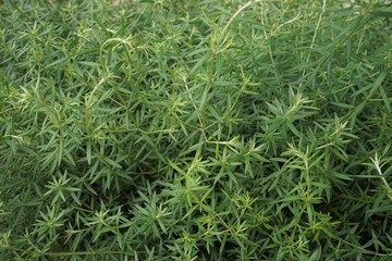 Rosemary, green herb - ローズマリー ハーブ