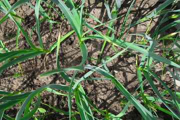 grass in the field
