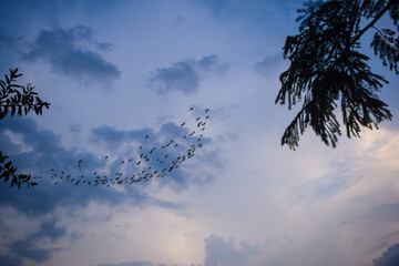 Flock of ibis flying over the agricultural soils of Autlan at sunset