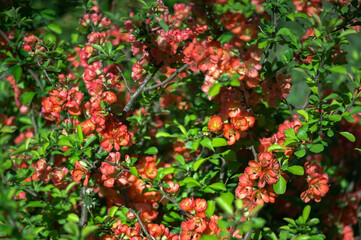Fototapeta premium A flowering quince bush is strewn with red flowers against a background of bright green leaves. Selective focus.