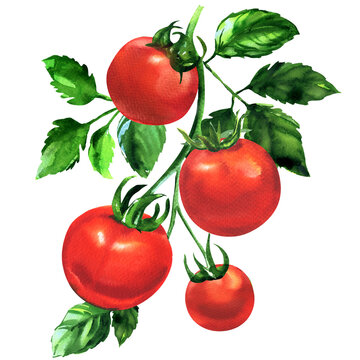 Branch of fresh tomato with leaves, ripe red organic vegetable, close-up, vegetarian food, natural ingredient, package design element, isolated, hand drawn watercolor illustration on white background
