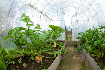 Growing daikon radishes in a greenhouse