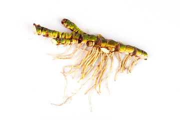 Fresh Acorus calamus roots, also known as sweet flag, isolated on light background. - obrazy, fototapety, plakaty