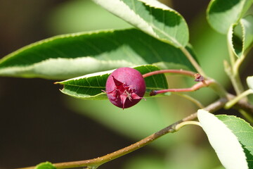 saskatoon berries in the garden
