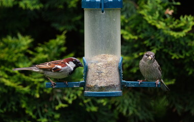 Naklejka premium sparrows at the feed silo