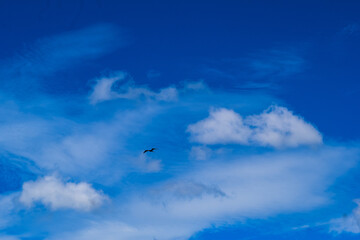 The blue sky with a lonely bird flying in the winds in Jalisco, Mexico