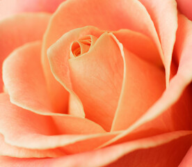 Beautiful, delicate orange rose close-up. Macro photography.