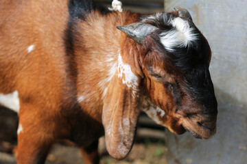 Goat/lamb ( kambing ) in animal markets to prepare sacrifices on Eid al-Adha.