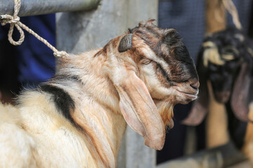 Goat/lamb ( kambing ) in animal markets to prepare sacrifices on Eid al-Adha.