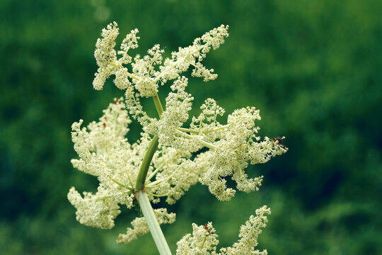 Flowers of rhubarb.