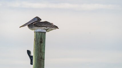 Brown Pelican roosting on top of a wooden dock pile against cloudy sky and coast