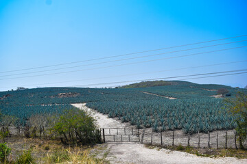 Agave covering the mountains of Jalisco, Mexico