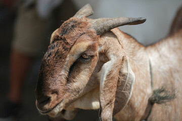 Fototapeta premium Goat/lamb ( kambing ) in animal markets to prepare sacrifices on Eid al-Adha.