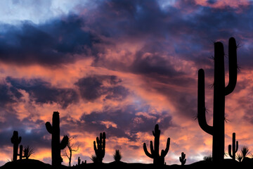 Silhouettes of different cacti at sunset with beautiful clouds in the desert.