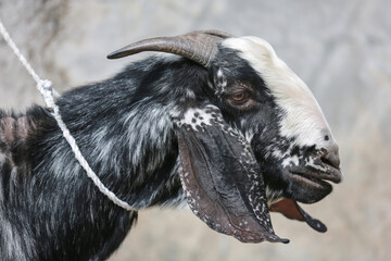 Goat/lamb ( kambing ) in animal markets to prepare sacrifices on Eid al-Adha.