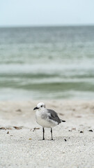 Laughing Gull standing on top of a sandy beach close up along shore