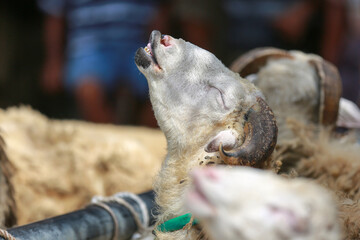 Sheep ( domba ) in animal markets to prepare sacrifices on Eid al-Adha.