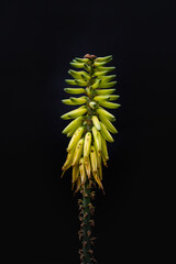 Inflorescencia de Aloe vera