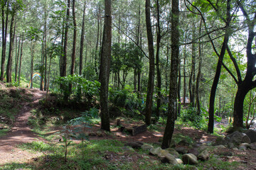 Fototapeta premium A path in the forest with lots of trees and rocks