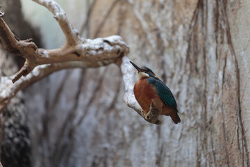 a kingfisher on a blurry background