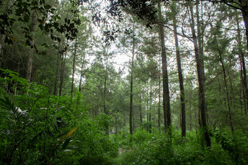Trees in the forest and other plants in the forest 