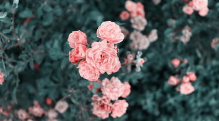 Romantic red flower in garden