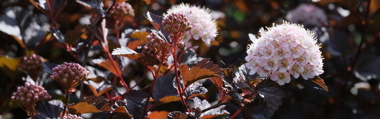 kwiaty pecherznicy  © Krzysztof