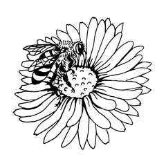 A bee sits on a daisy on a white background, hand-drawn.Vector composition can be used in honey labels,cosmetics, postcards,and textiles