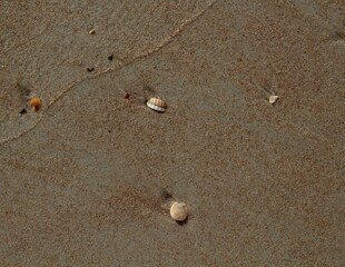 Some sea shells in the sand of the beach.