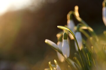 close up of snowdrop