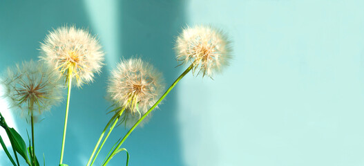 White dandelions inflorescence  on blue background. Concept for festive background or for project. Hello Summer. Creative copy space