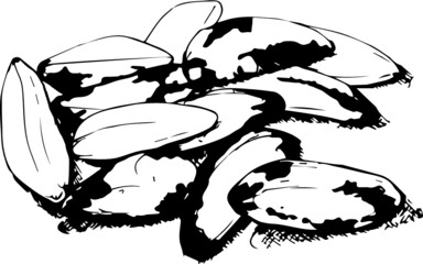 Brazilian Nut. Symbol. Vector illustration.